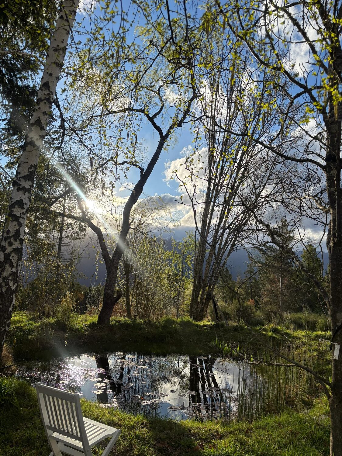 La laguna entre los árboles