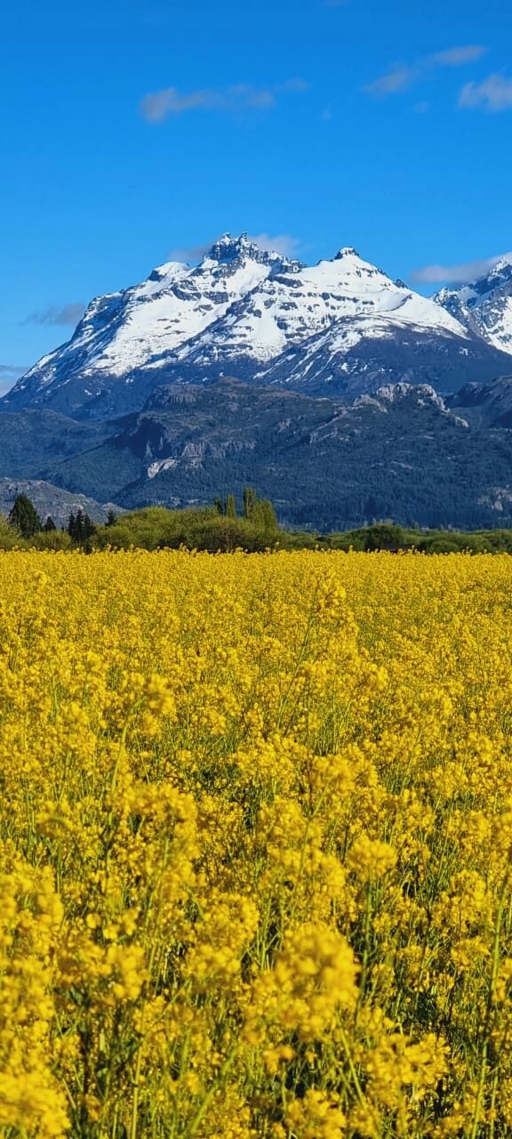 Yellow flowers and snowy peaks