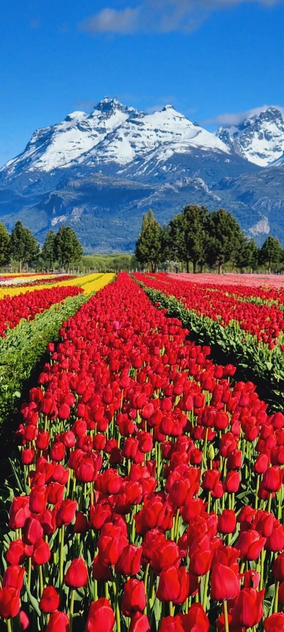 Tulips in Trevelin