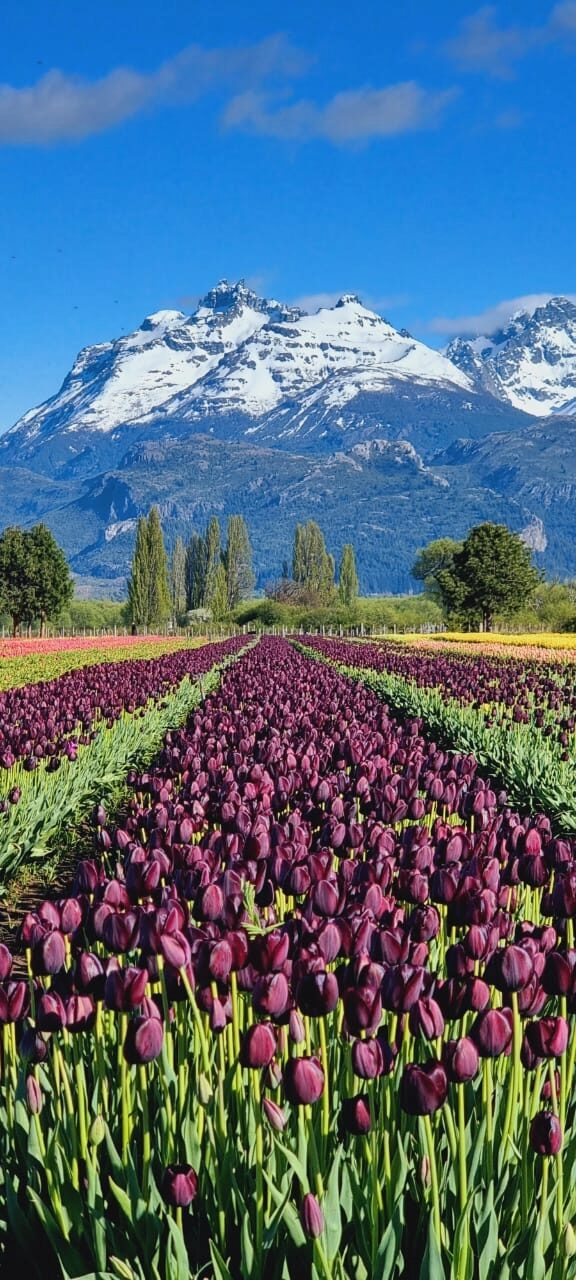 Tulip fields facing the Andes