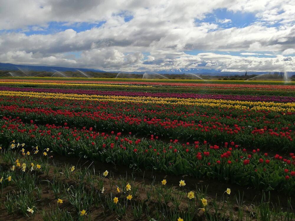 Tulips in Trevelin