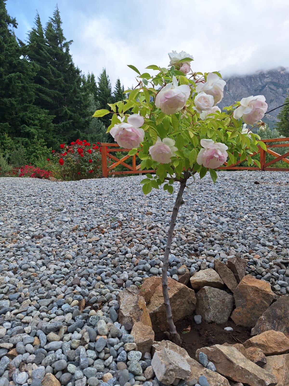 The garden in spring