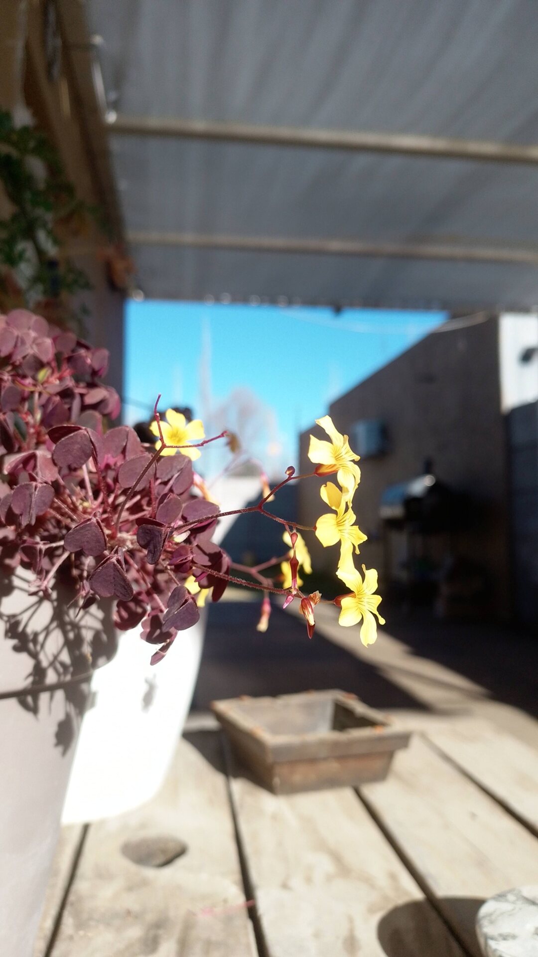 Flores na varanda