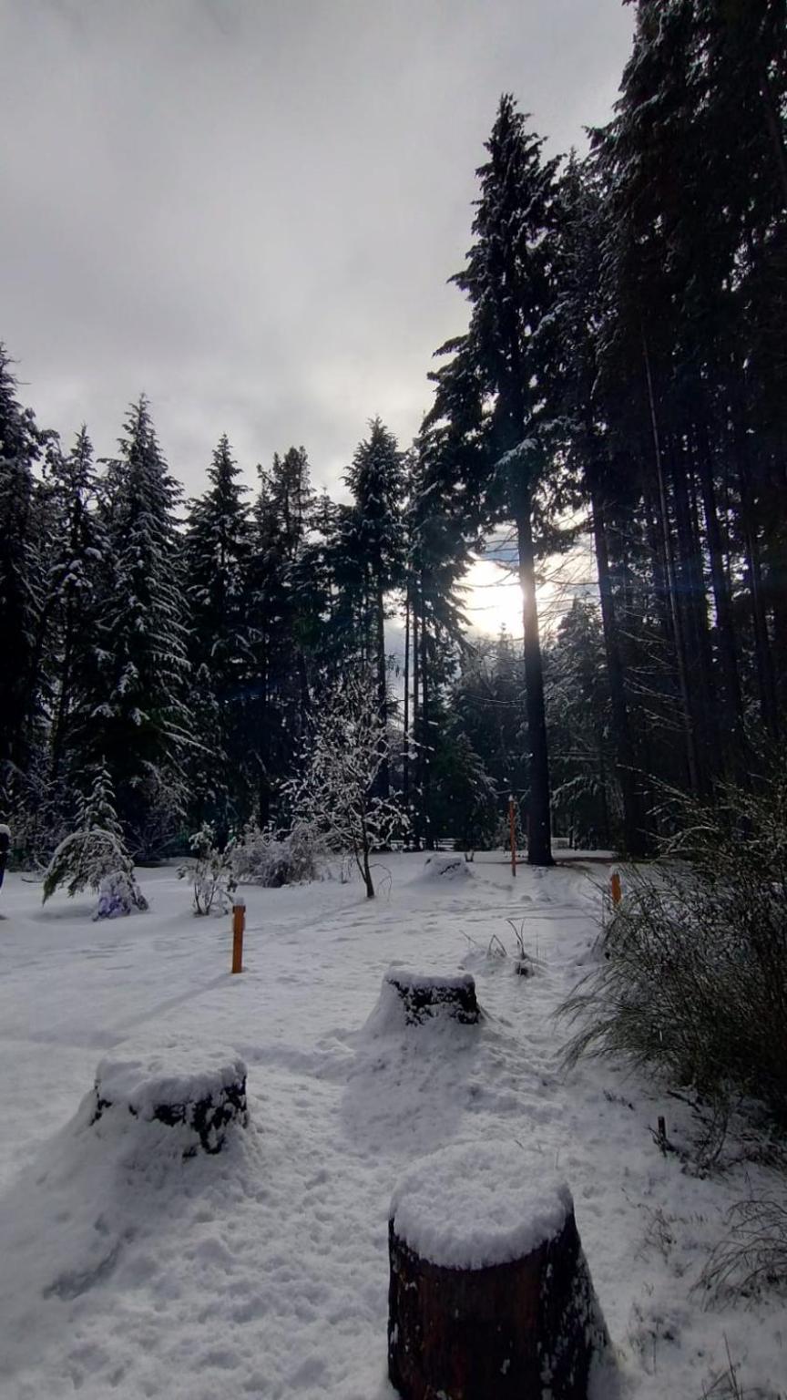 The snowy forest