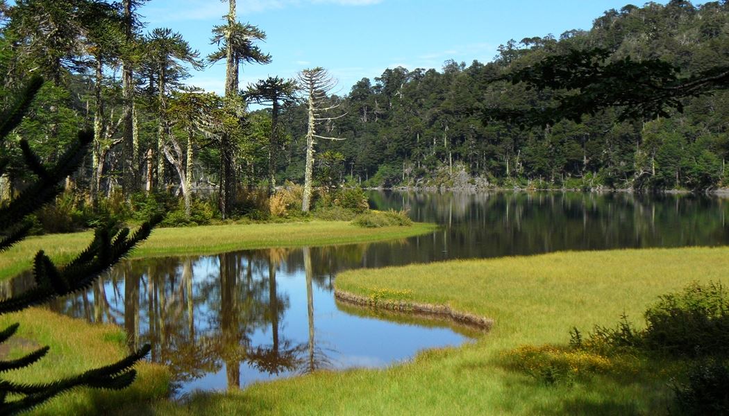 Laguna rodeada de araucarias en la Reserva El Cañi