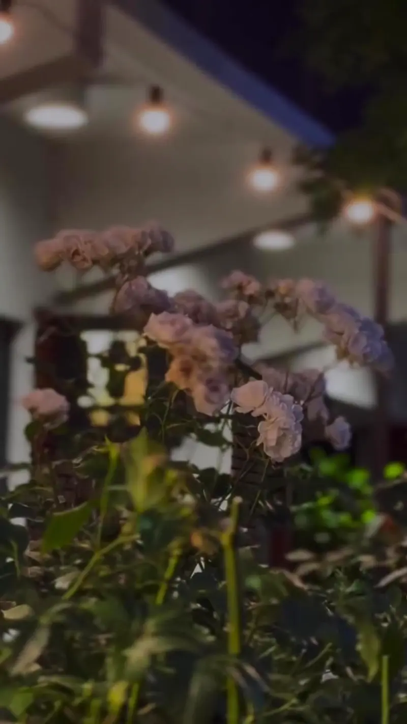 Flores en la terraza de Casa Chola de noche, con luces colgantes al fondo