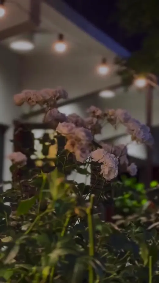 Flores en la terraza de Casa Chola de noche, con luces colgantes al fondo