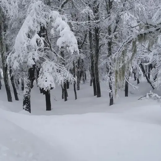 Bosque cubierto de nieve en Chapelco