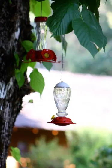 Bebedero de colibríes colgado de un árbol