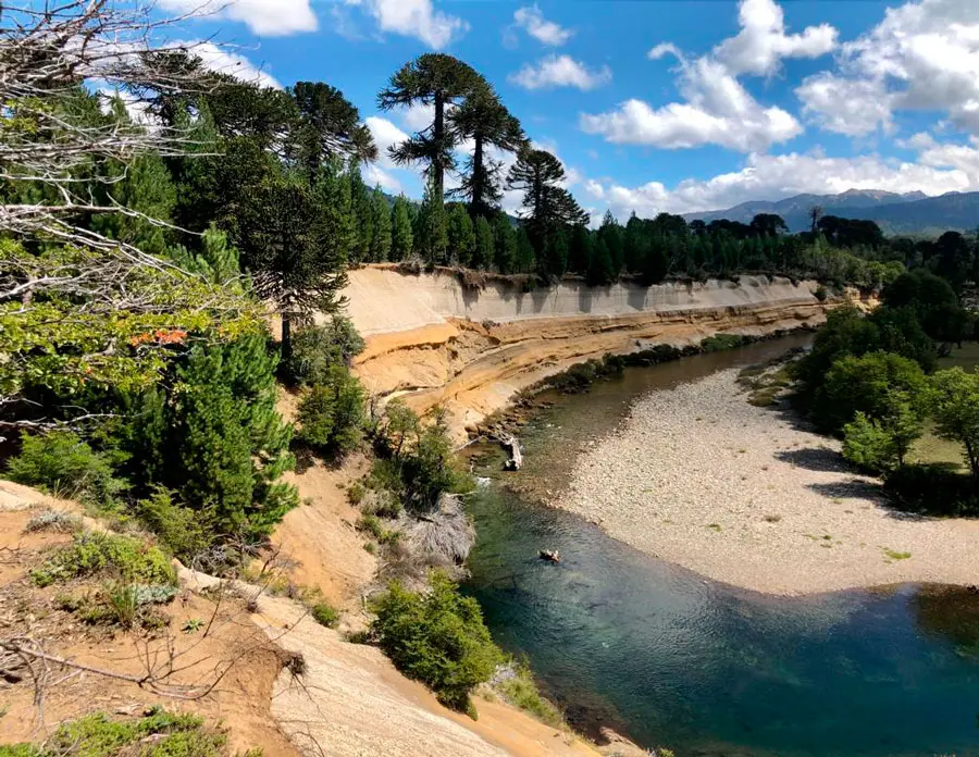 El arroyo Quillahue al pie de la barranca, entre araucarias
