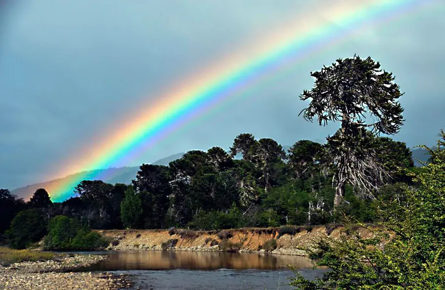 Arcoíris sobre las araucarias