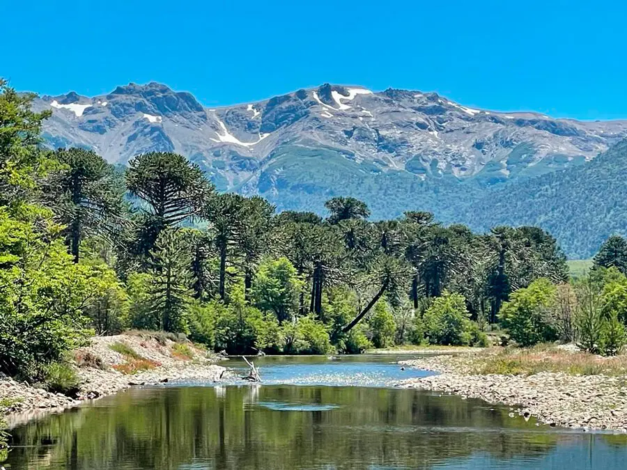 Bosque de araucarias junto al agua, con la cordillera nevada