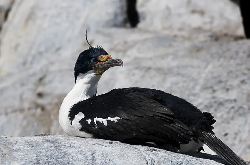 Cormorán imperial en su nido