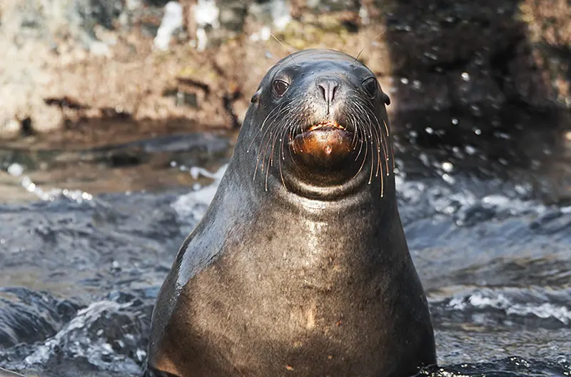 Un lobo marino, muy de cerca
