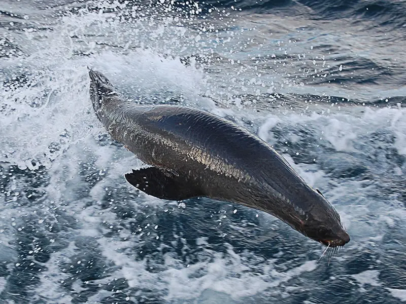 Lobo marino nadando
