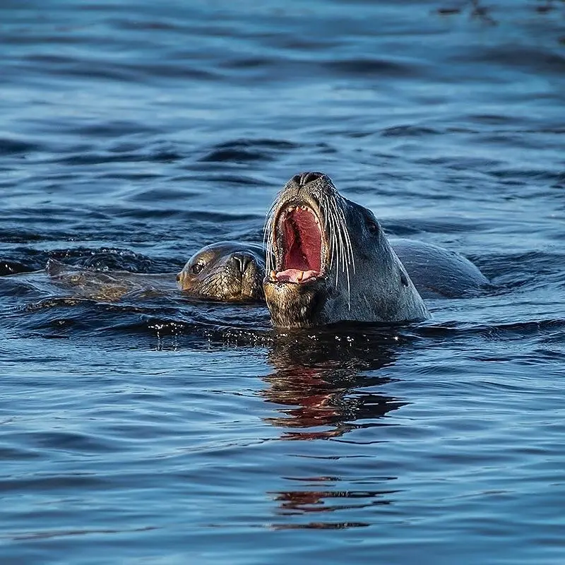 Lobo marino en el agua
