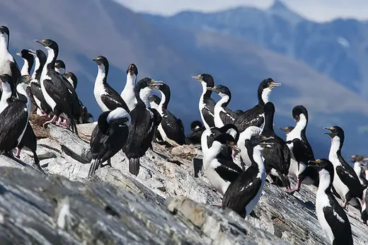 Cormoranes en la isla de los Pájaros