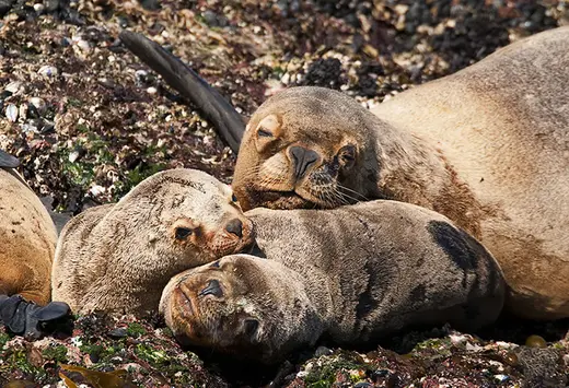 Leones marinos en la isla Alicia