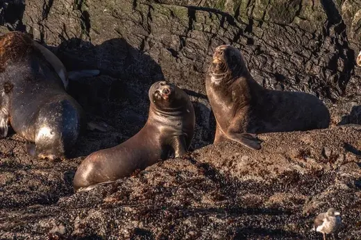 Lobos marinos en la isla de los Lobos