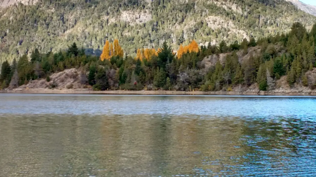 Álamos amarillos entre los coihues, reflejados en el lago