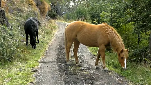 Caballos pastando junto a un camino