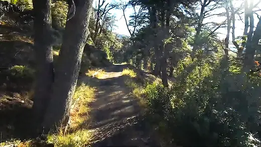 Sendero entre árboles con luz de la tarde