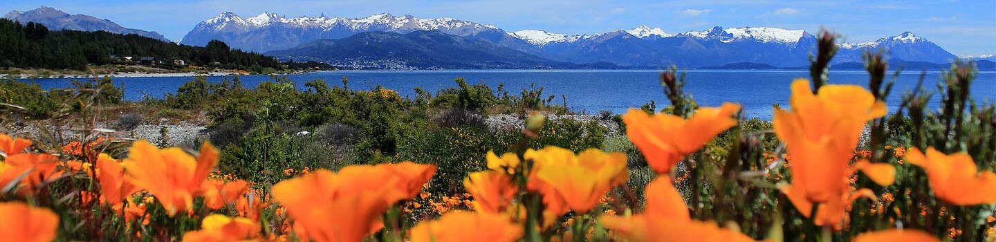Amapolas a orillas del lago con la cordillera nevada