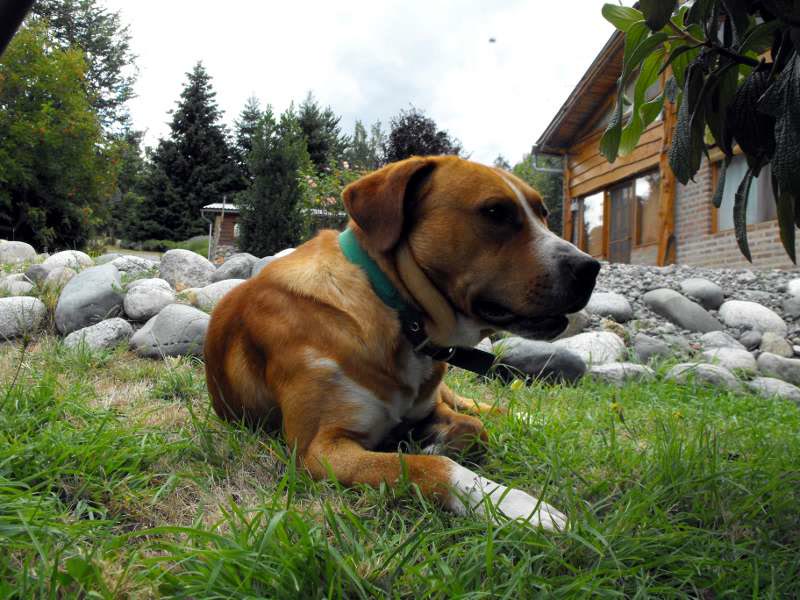 Uno de los perros de la casa