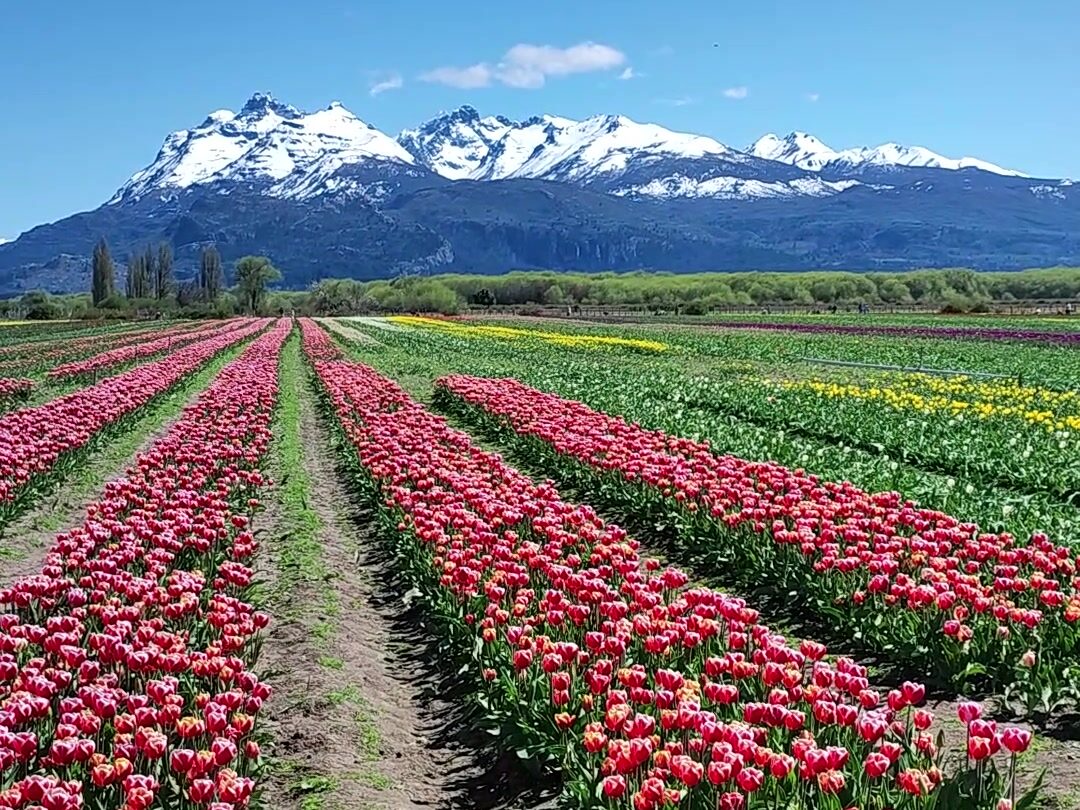 Campo de tulipanes con la cordillera nevada de fondo